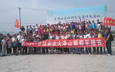 大泽山葡萄采摘